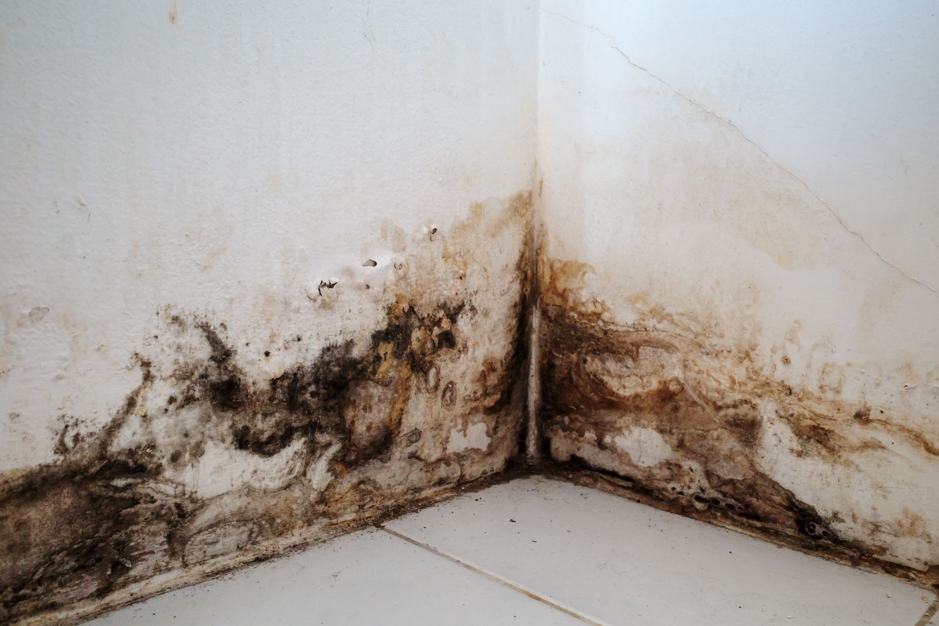 Mold growth on a white wall in a corner, with dark brown and black staining near the floor.