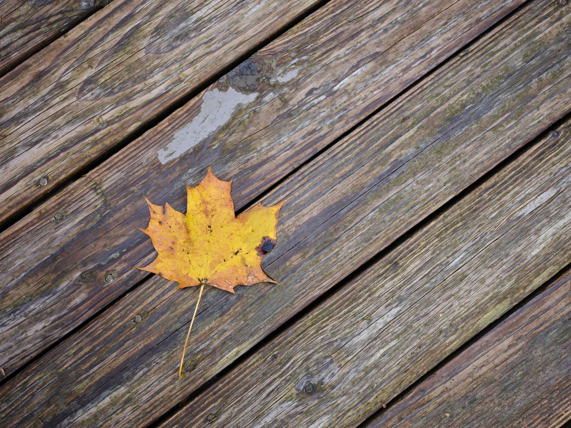 Yellow maple leaf on weathered wooden planks.