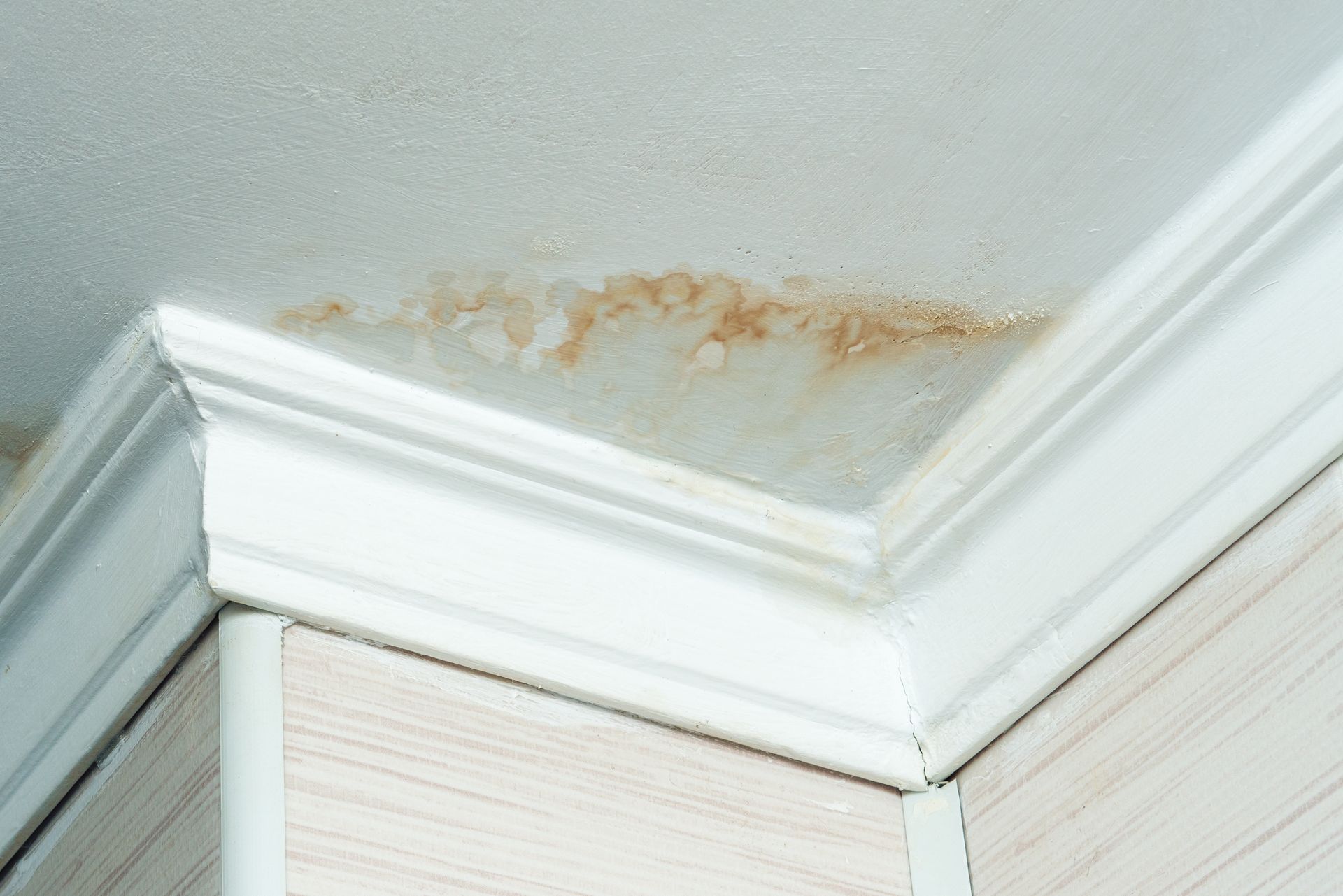 Brown water stain on white ceiling corner, above crown molding and wallpaper.
