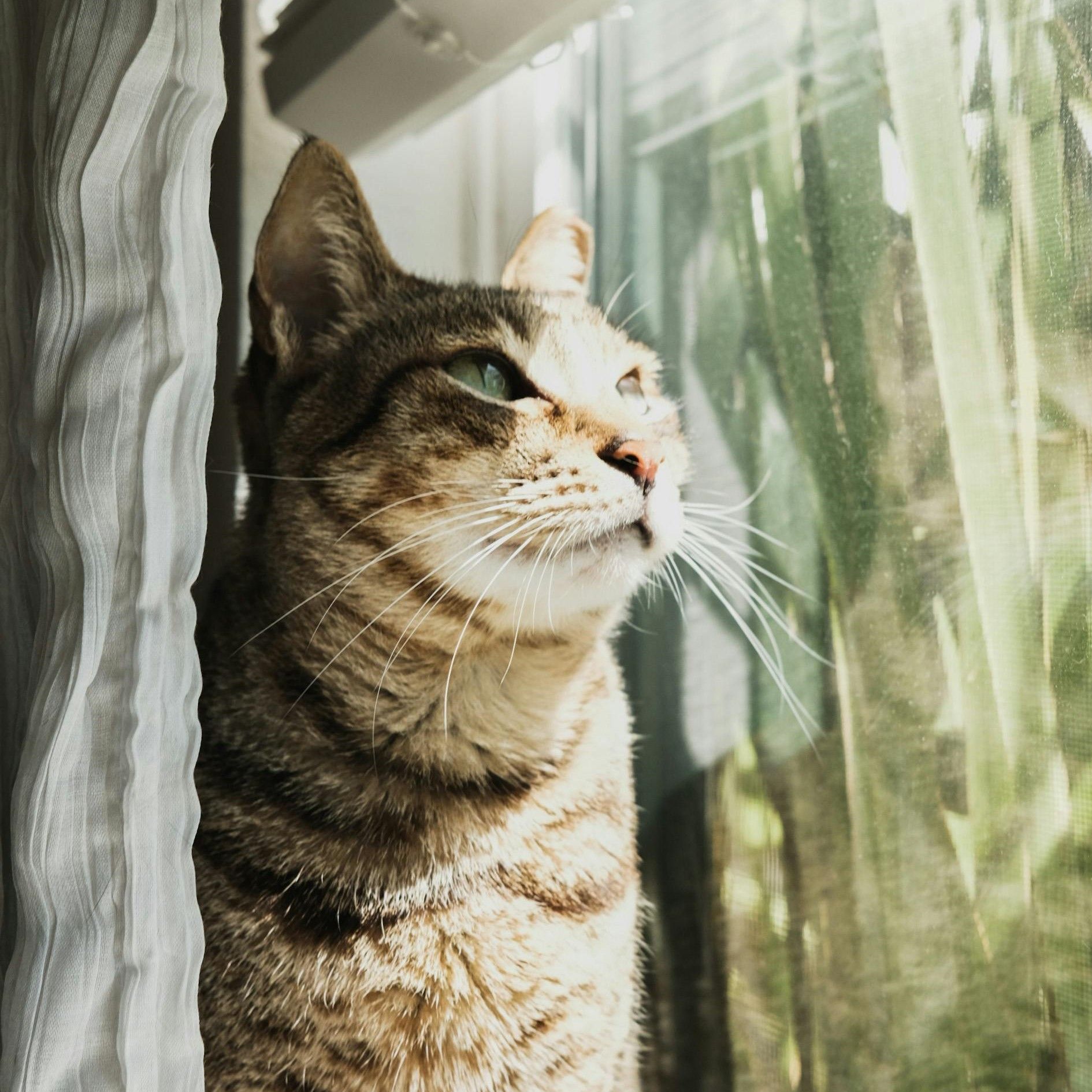 Brown tabby with green eyes looking out the window 
