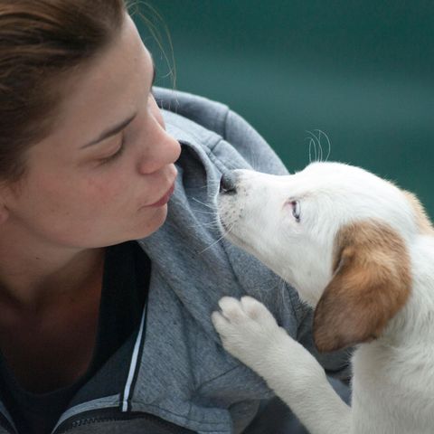 Caucasian woman with brunette hair in a gray sweatshirt kissing a white short haired puppy dog. 
