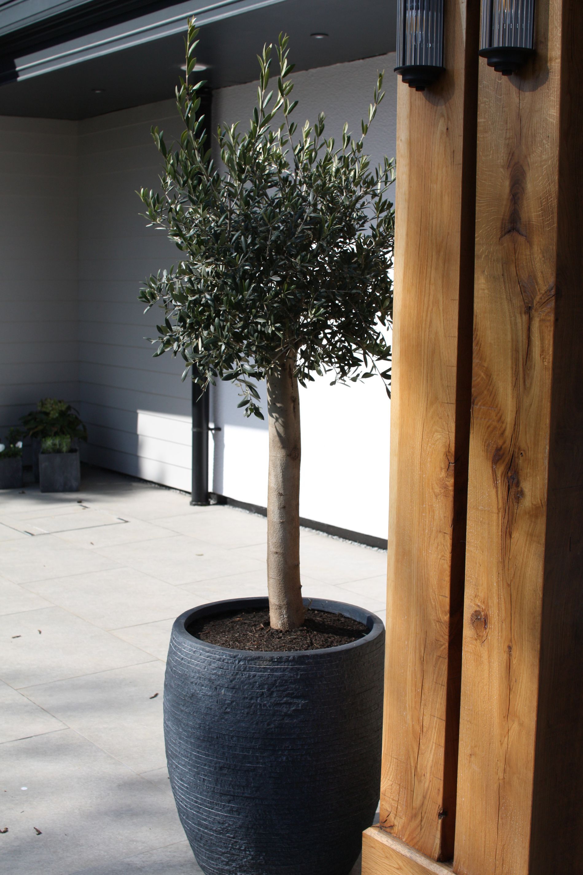 Olive tree in a dark textured pot stands next to a wooden post, outside near a building.