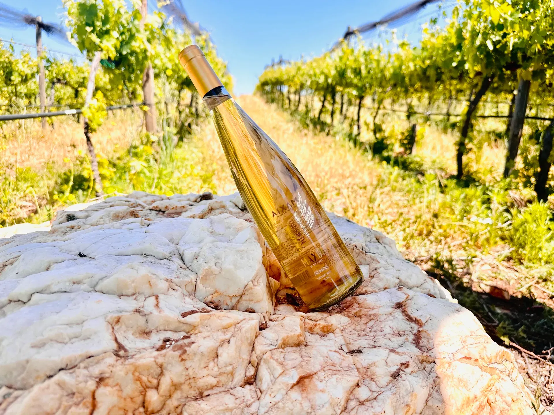 Botella de vino golden Maxia sobre una roca, en un viñedo con hileras de vides, día soleado.