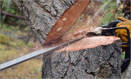 Tree Lopping Chainsaw — Deans Trees in Gympie, QLD
