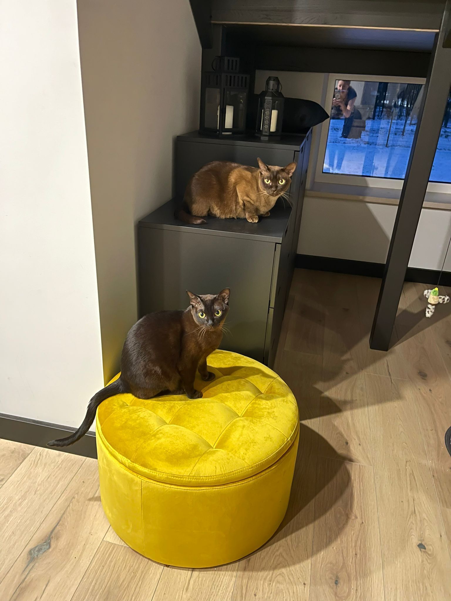 Mājas interjera dizains. Priekštelpa. Kaķu zona.