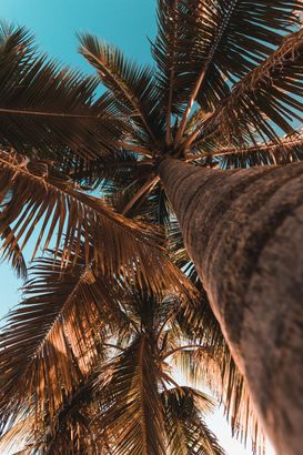 this is a photo of a huge palm tree that required palm frond removal at a palm cove beach.