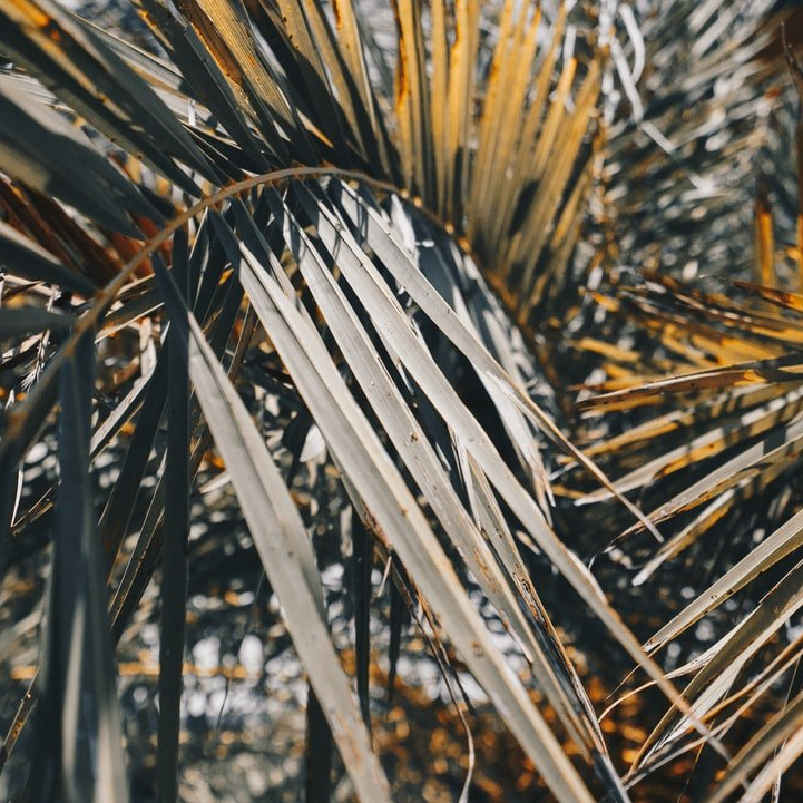 A picture of a dying palm tree.