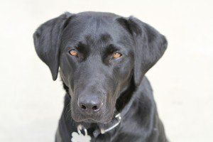 Drug & Alcohol Testing: Drug Dog Services