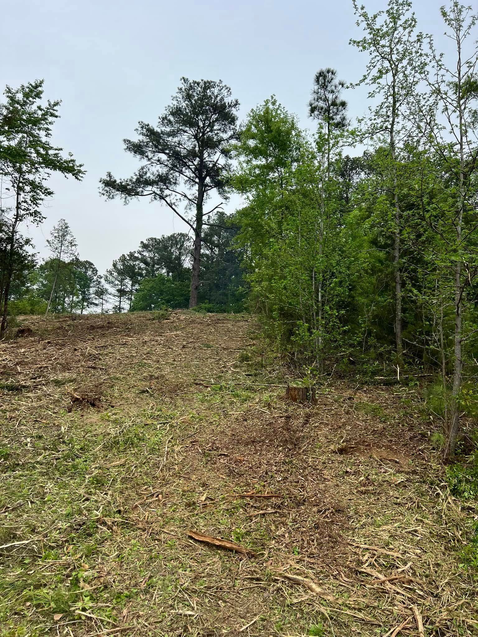 A sloping, cleared forest floor scattered with debris, flanked by mature trees and new spring growth under a hazy sky.