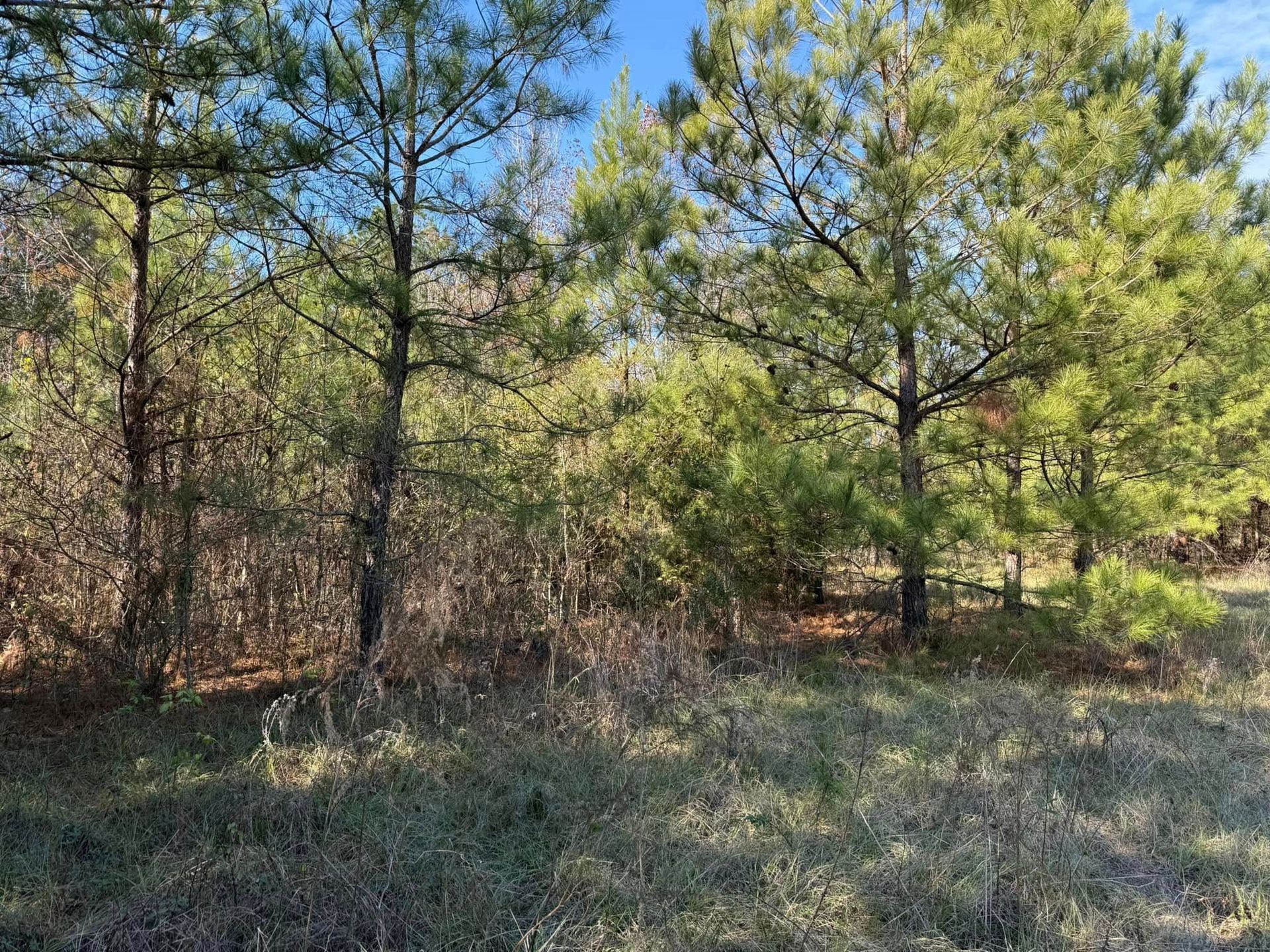A sunny woodland scene with tall pine trees and a grassy, shadowed undergrowth.