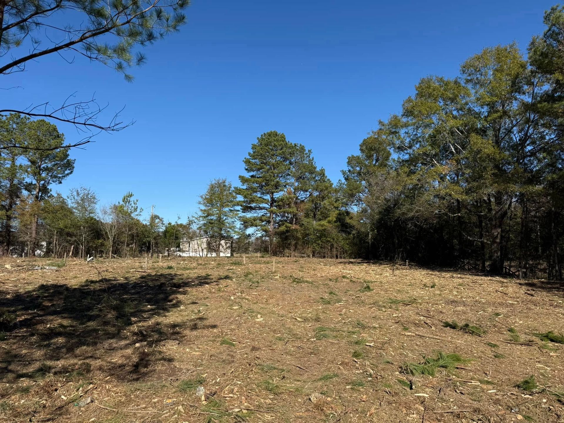 A cleared, dirt-covered lot in the foreground, bordered by a dense forest of pine and oak trees under a bright blue sky.