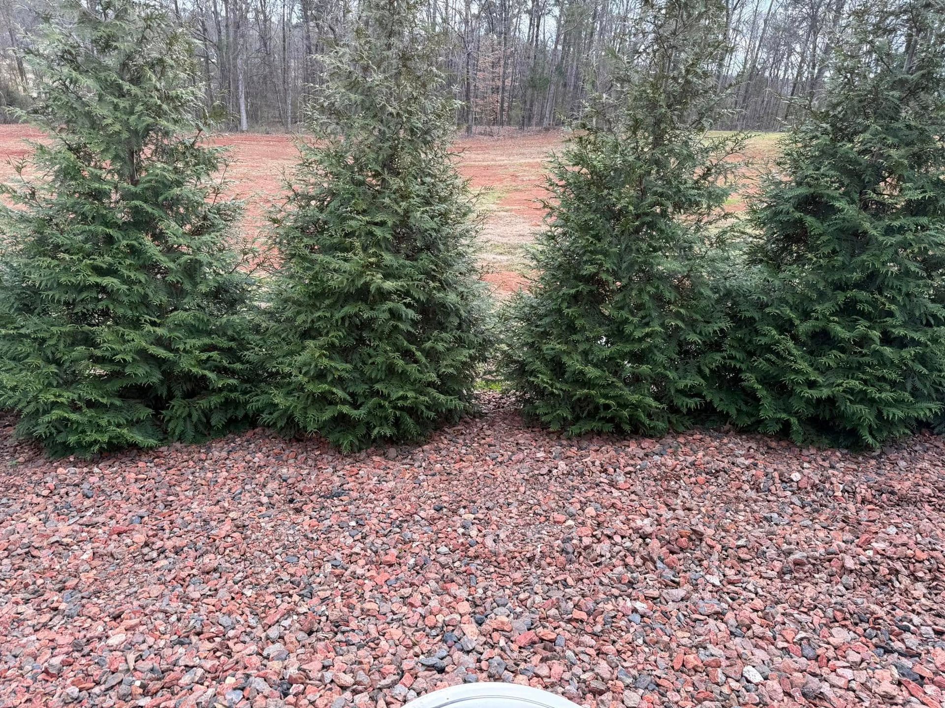 Four evergreen trees stand in a row above a bed of reddish-brown landscaping rocks.