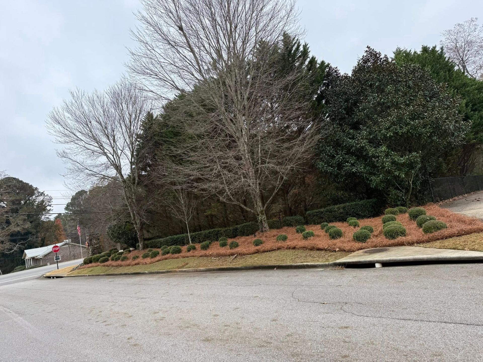 A corner lot with a sloped landscape bed covered in pine straw, featuring small shrubs and large deciduous trees.