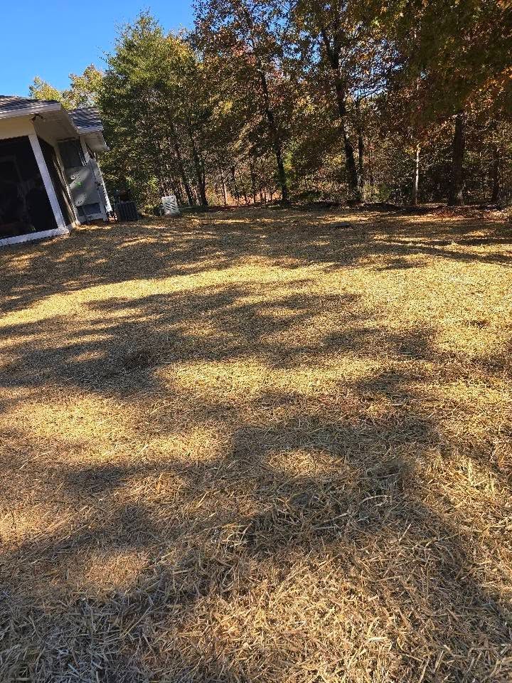Brown, dry grass in a yard with a house and trees in the background under a blue sky.