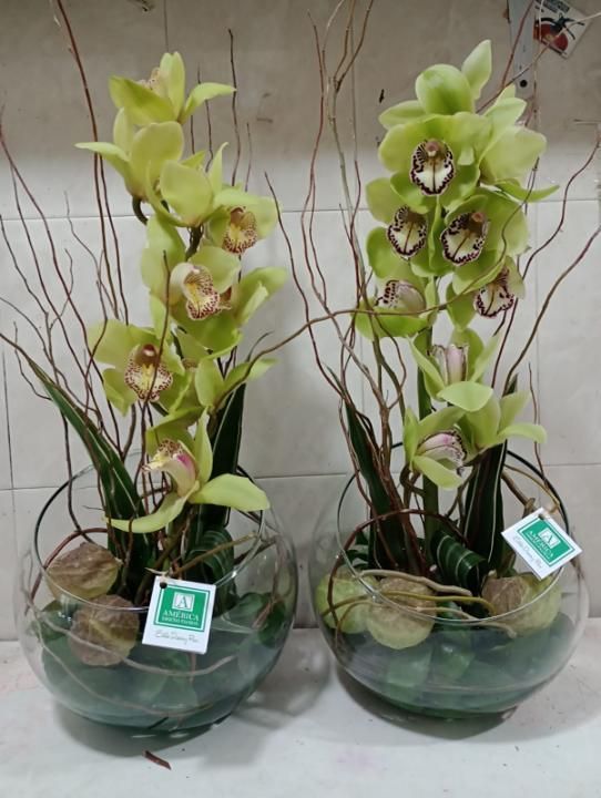 AMÉRICA DISEÑO FLORAL