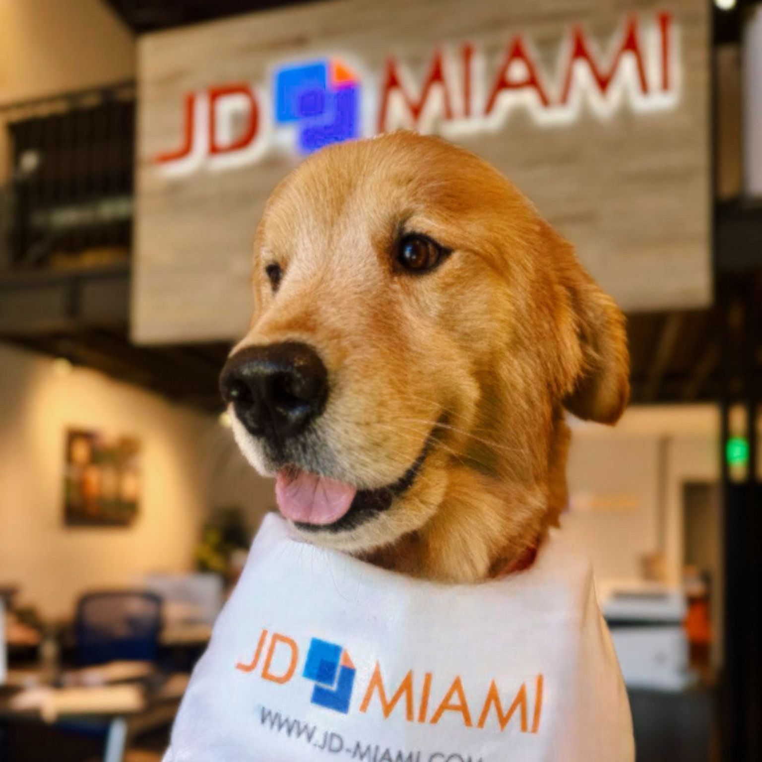 Golden retriever wearing a branded bib at the JD Miami office, smiling at the camera.