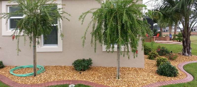 Trees - Gravel Products in Florida