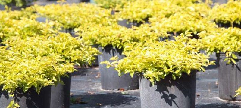 Yellow Flowers - Building and Landscape services in Florida