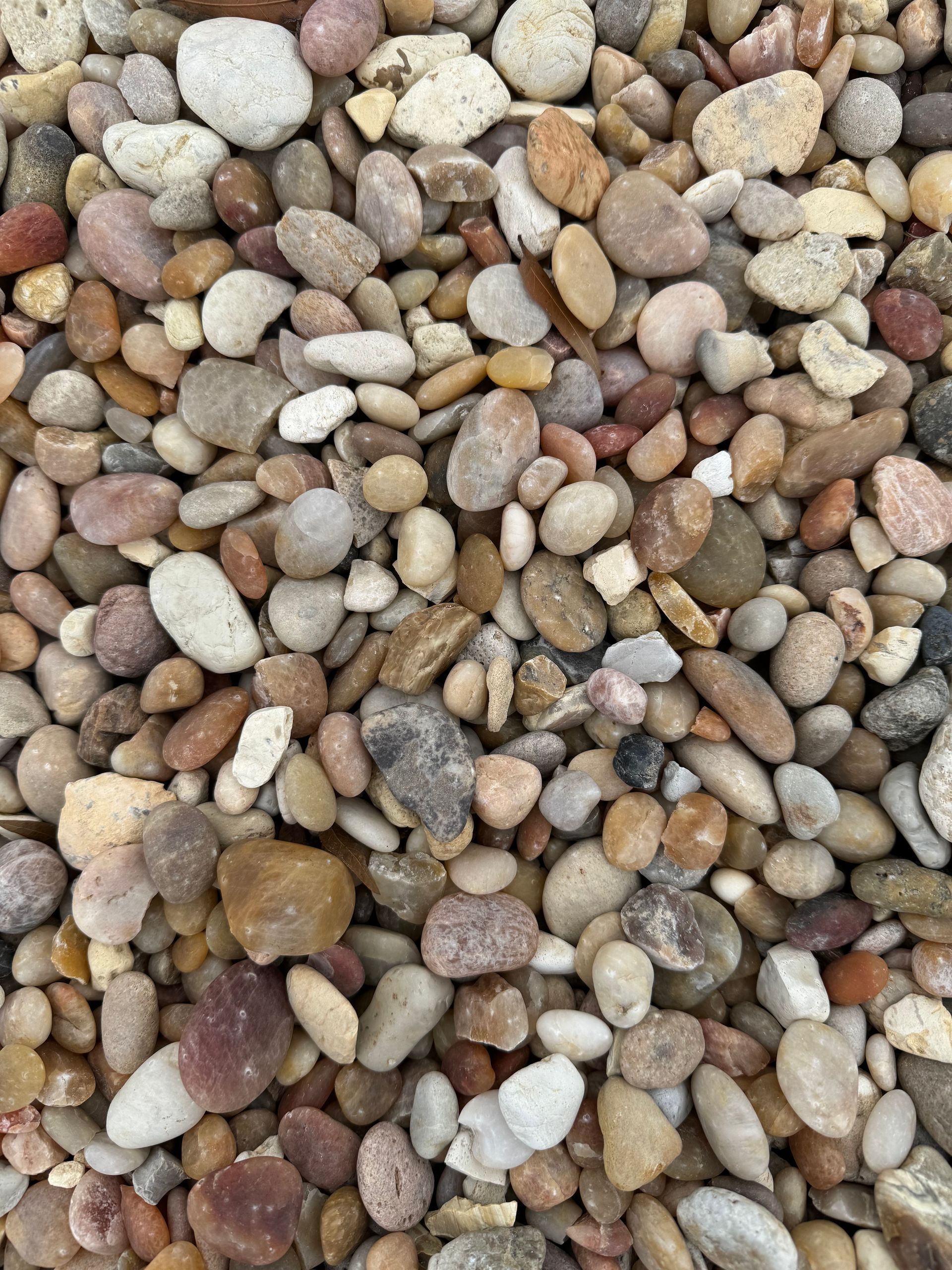 Washed sea shell - Gravel Products in Florida