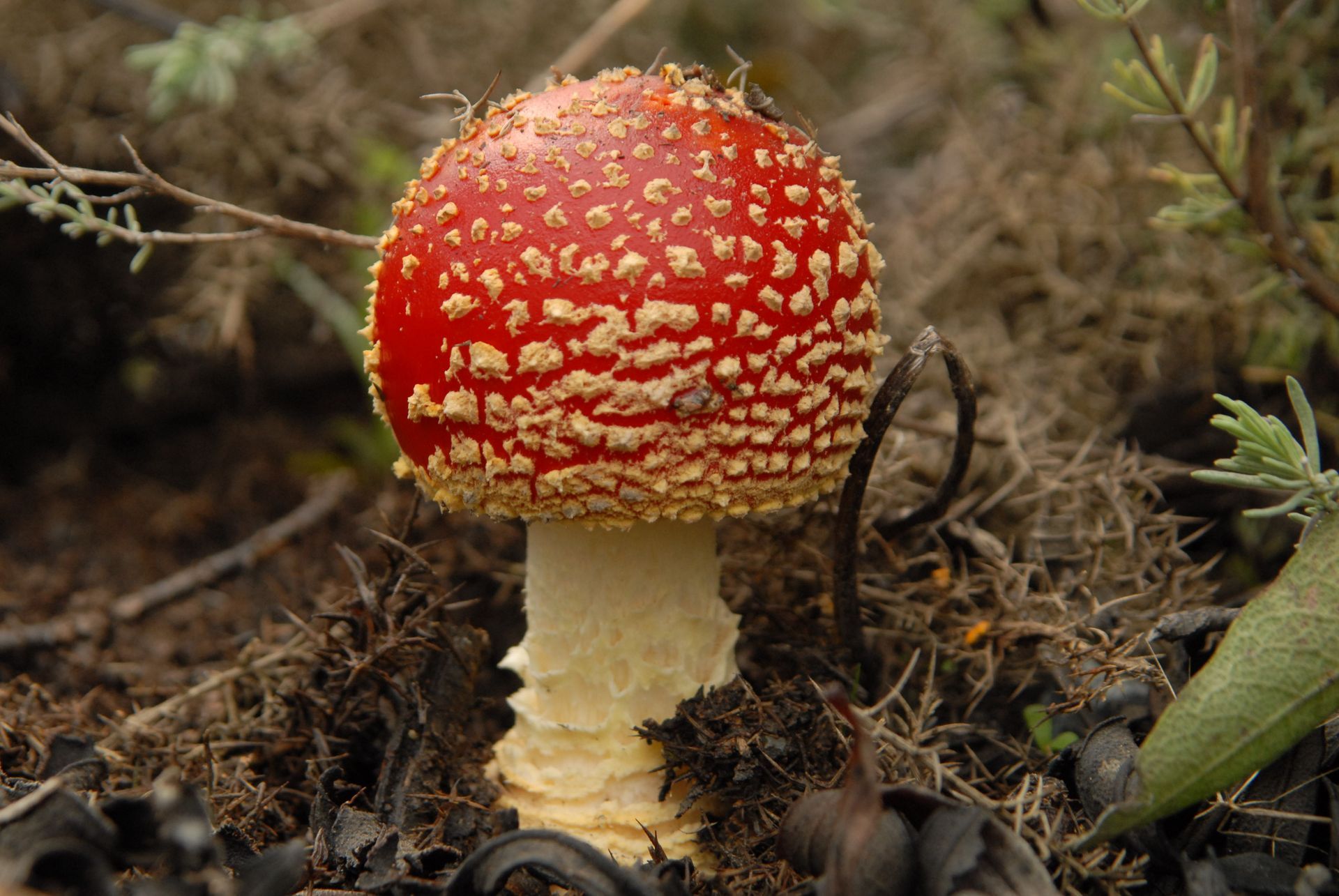 biodiversidade, biodiversity, amanita, mushroom