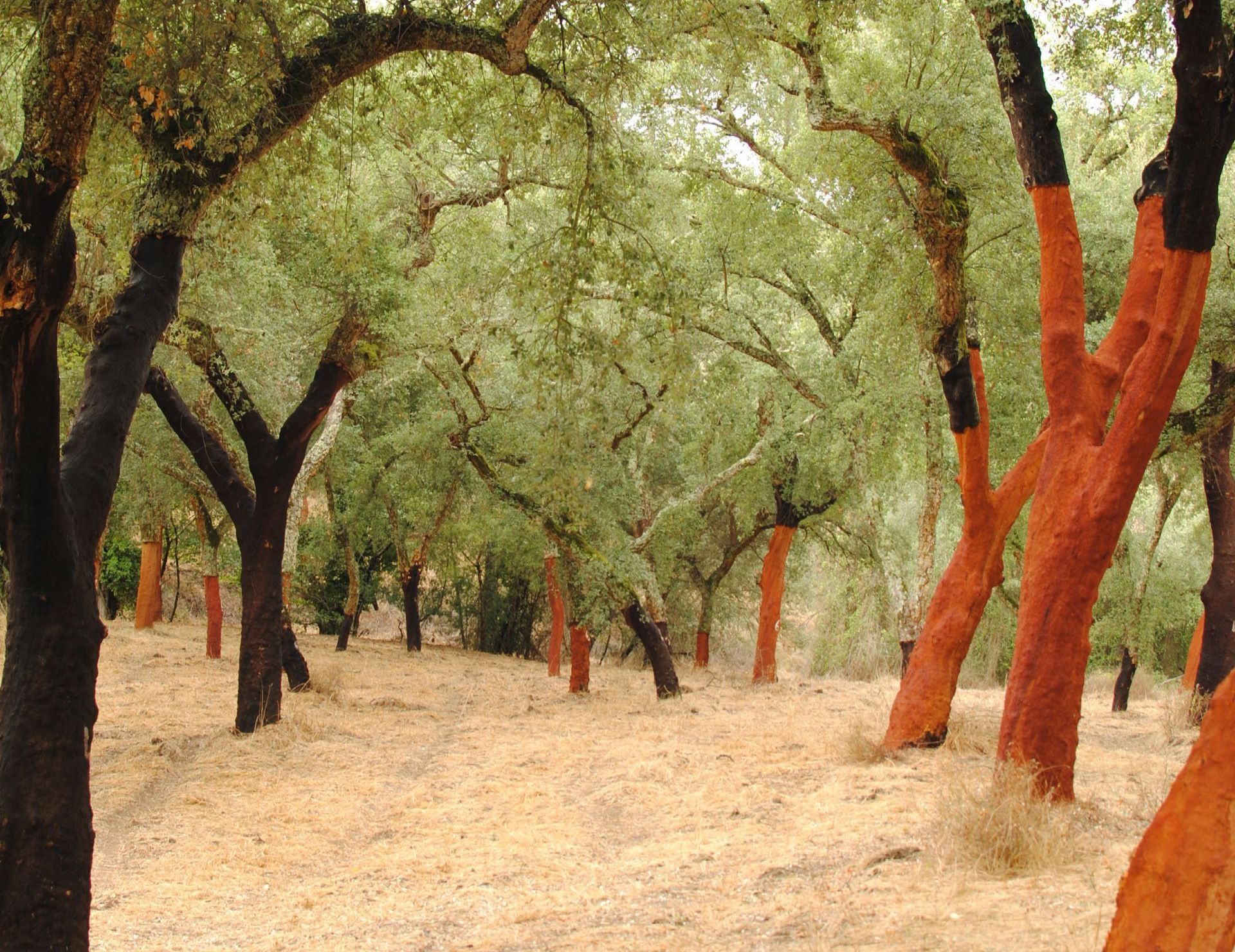 Montados de sobreiros, cork oak, cortiça, cork