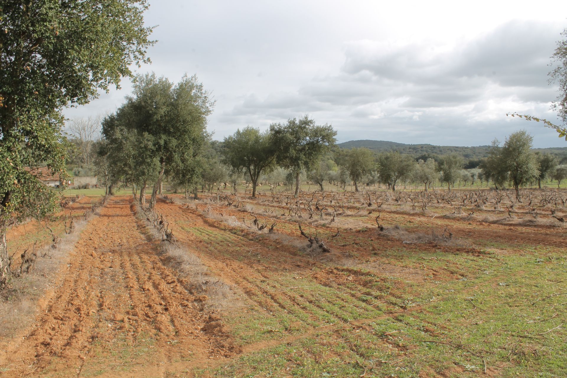 Olive trees, vineyards, intercropping, ancient, olival tradicional, vinha, antiga, policultura, culturas consociadas.