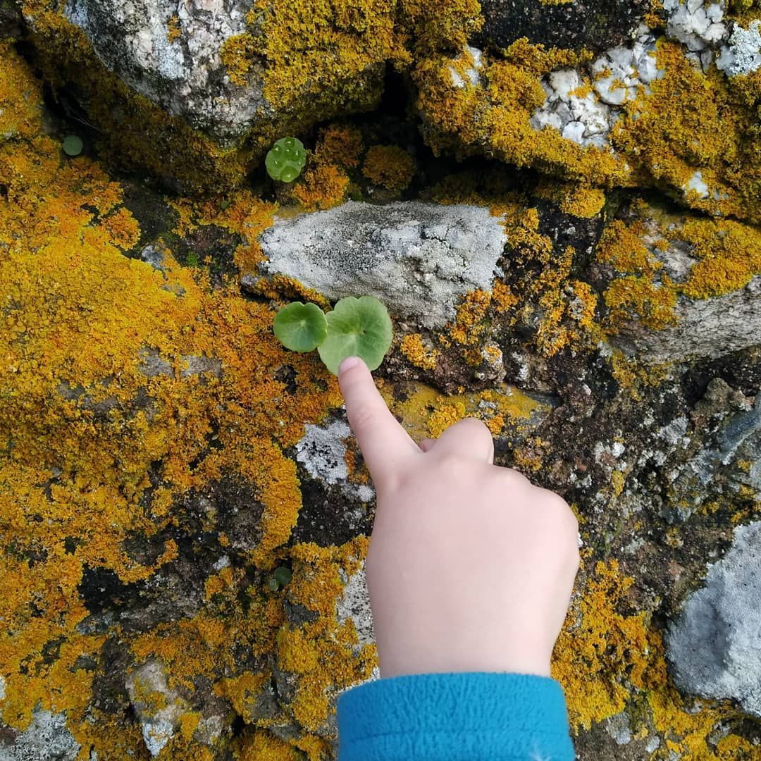 climate change, alterações climáticas. musgo, moss