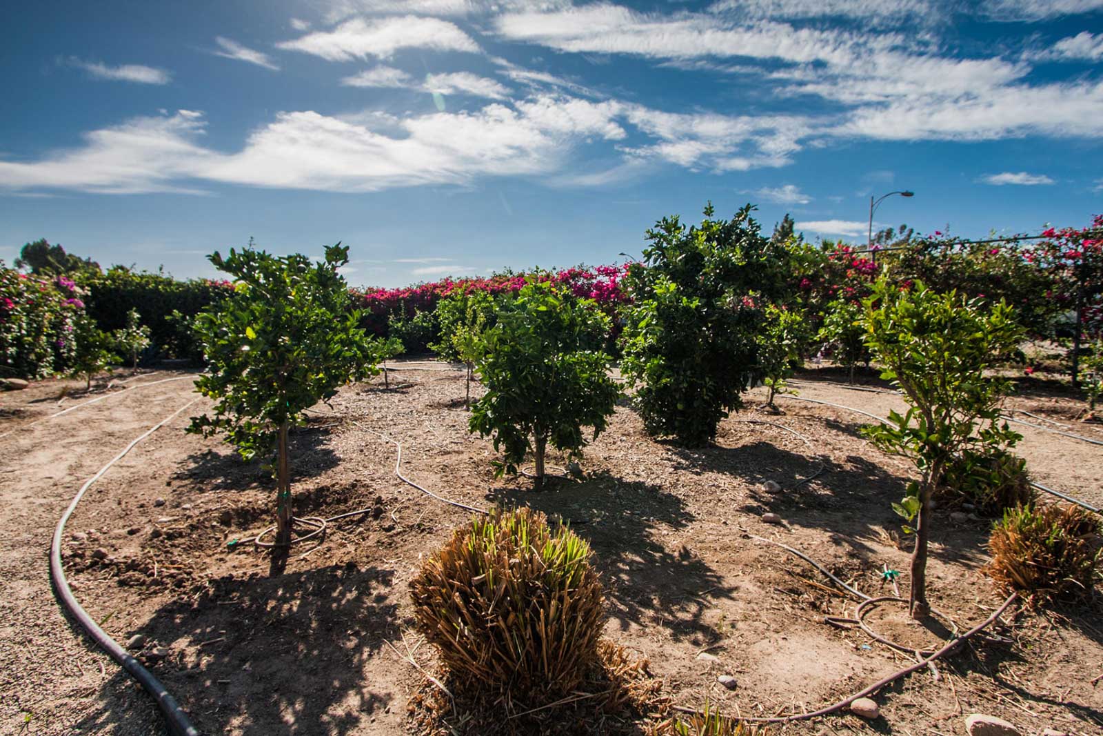 The garden's fruit trees