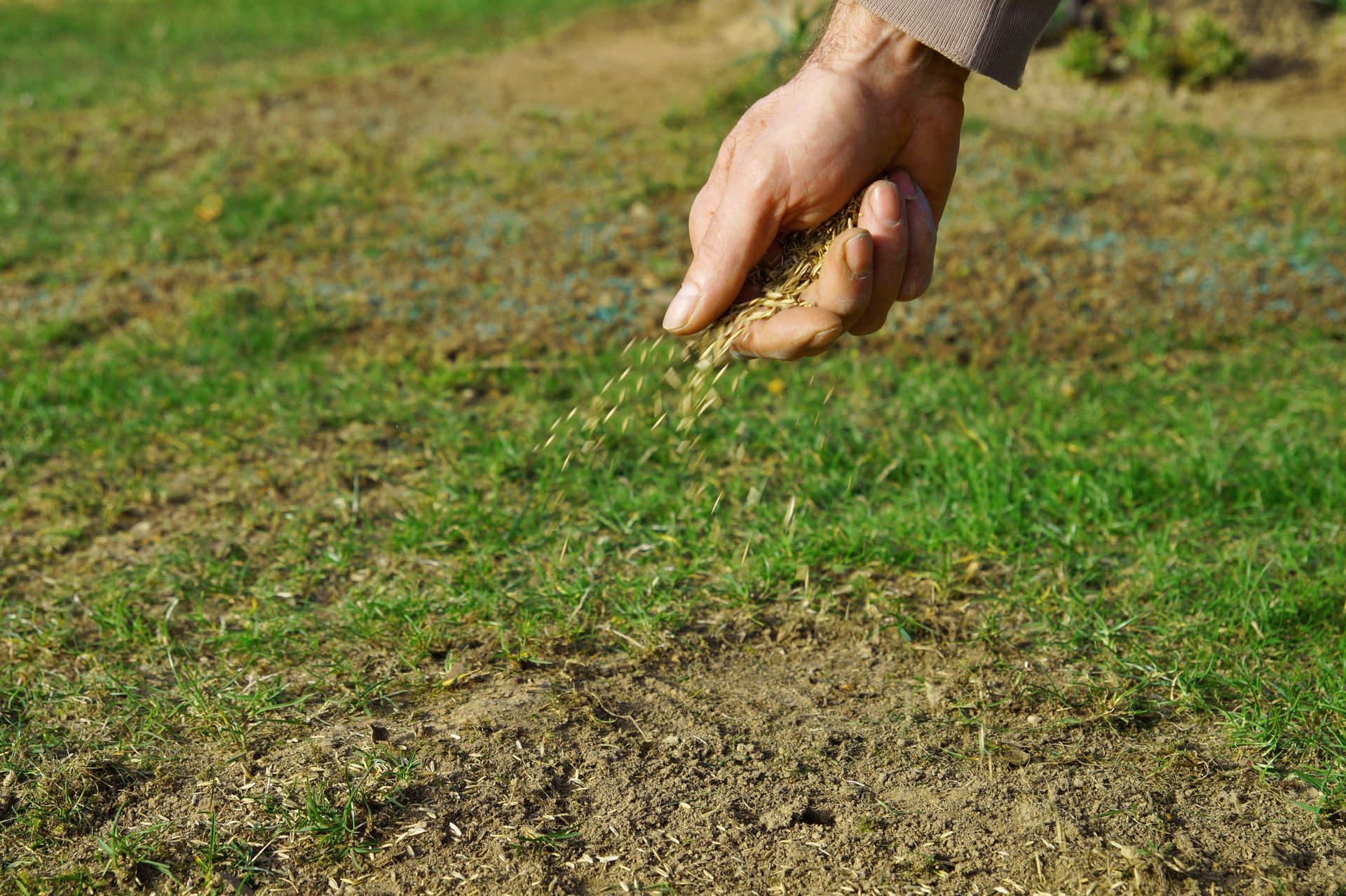Person sowing grass seeds onto a patchy lawn.