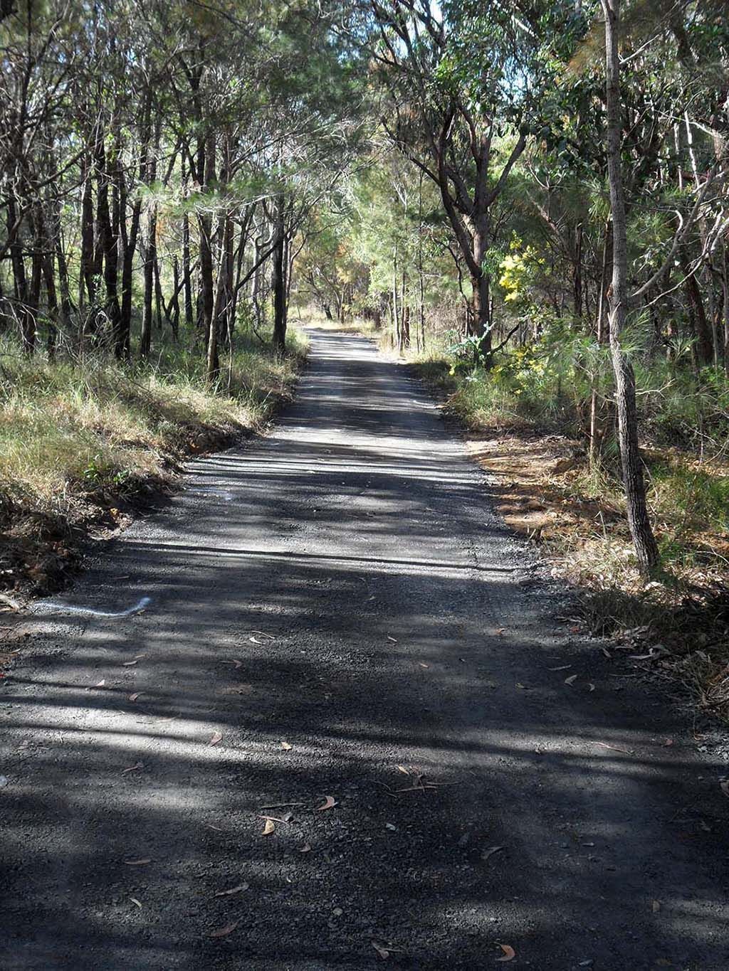 A dirt road going through a forest with trees on both sides.