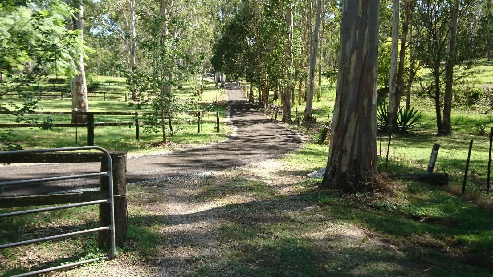 A dirt road going through a lush green forest