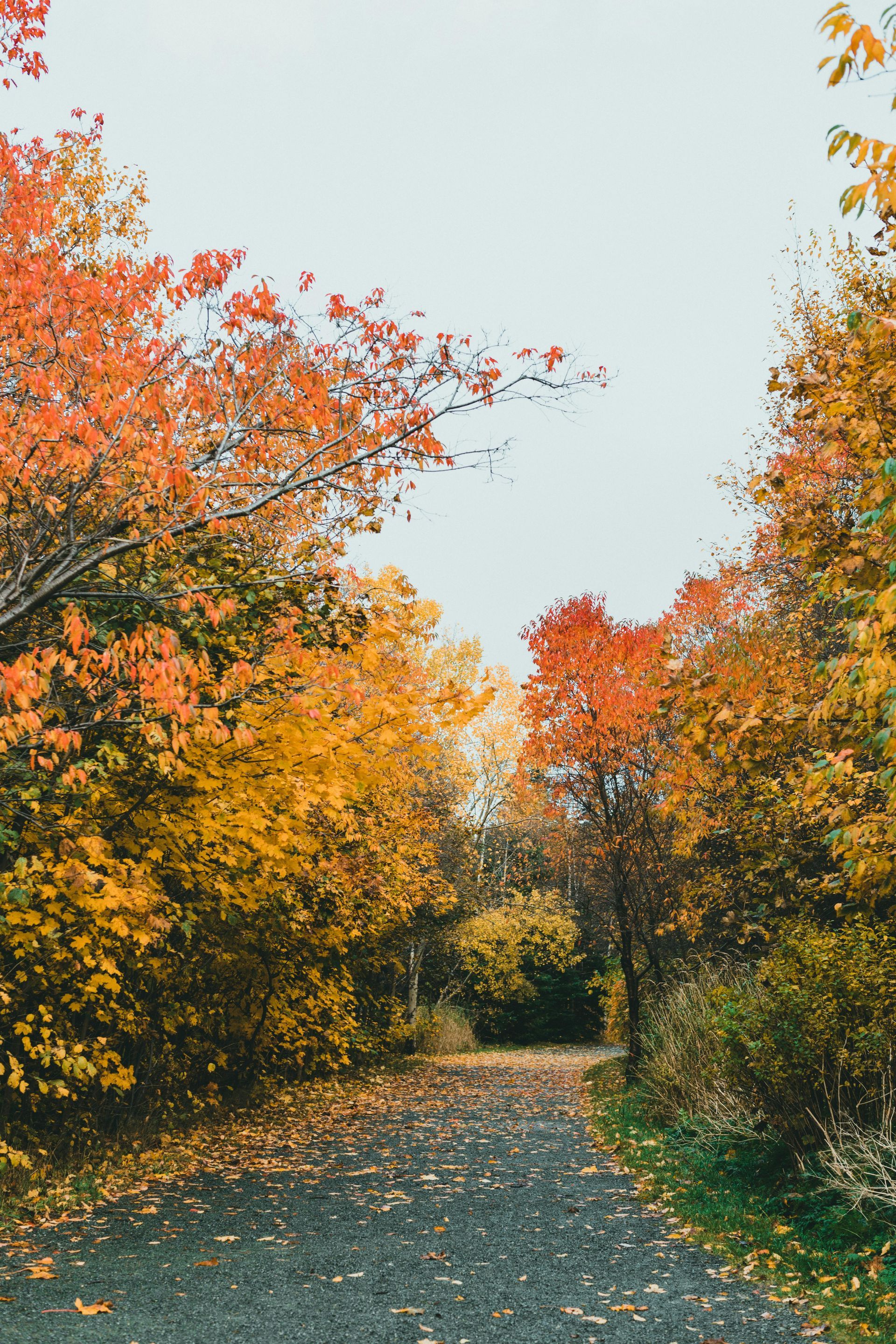 A dirt road surrounded by trees with autumn leaves on them.