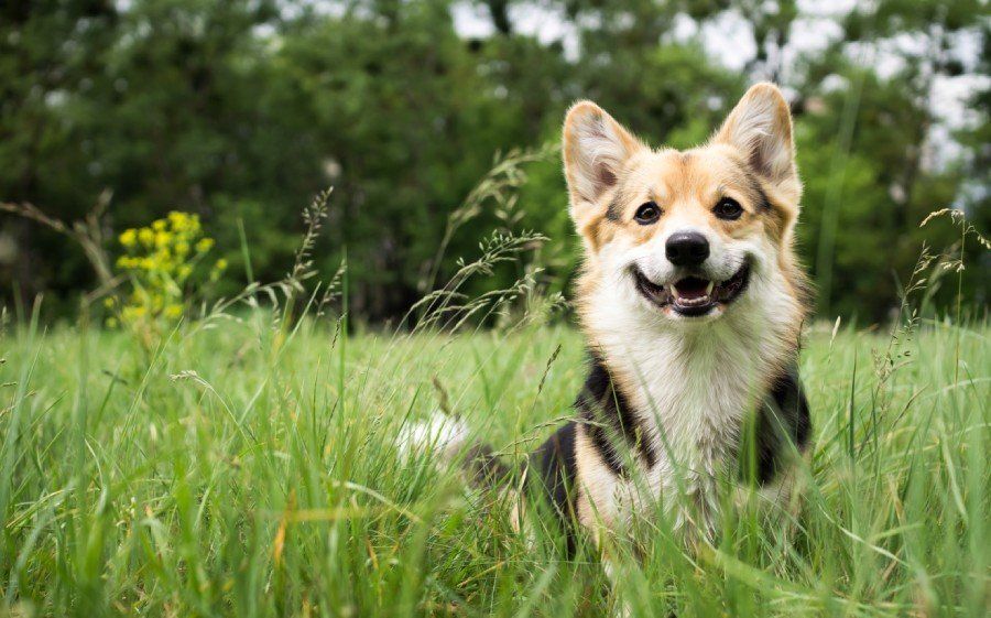 Servizi funebri per animali