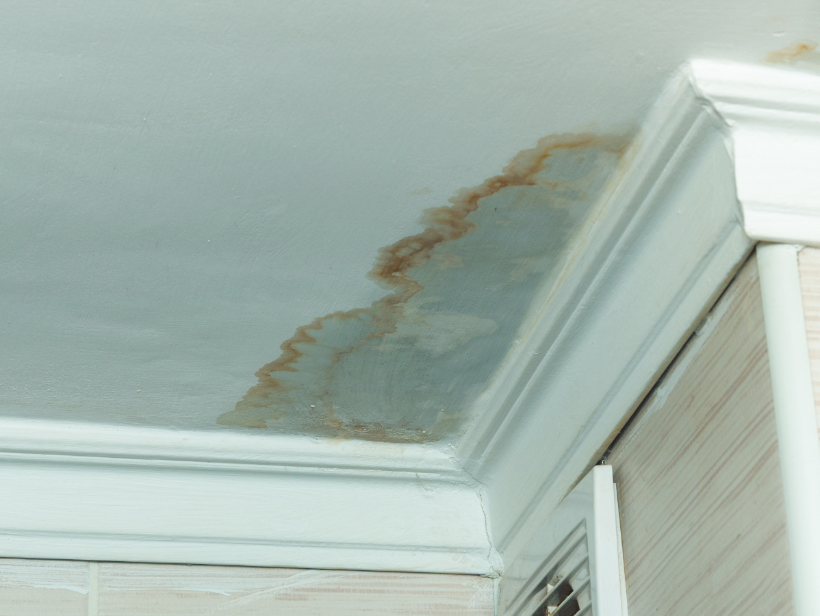 Water damage stain on a white ceiling with crown molding. Brown and yellow discoloration.