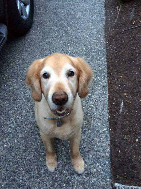 Nick — Pet sitting Services in Bellevue, WA