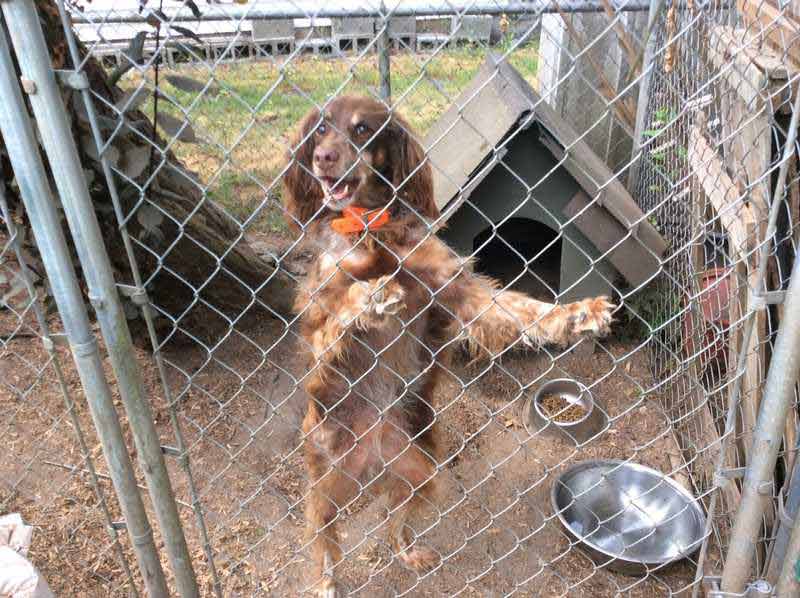 Bernie — Pet sitting Services in Bellevue, WA