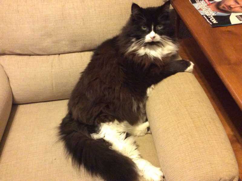 Bootsie — Pet sitting Services in Bellevue, WA