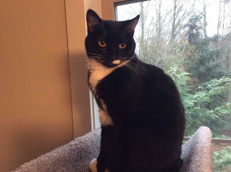 CocoBean — Pet sitting Services in Bellevue, WA