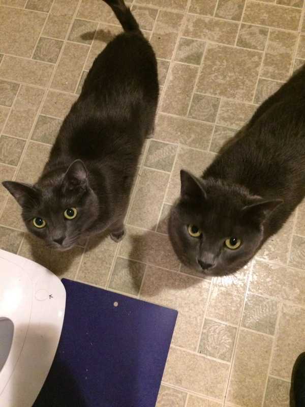 Chinook/Coho — Pet sitting Services in Bellevue, WA