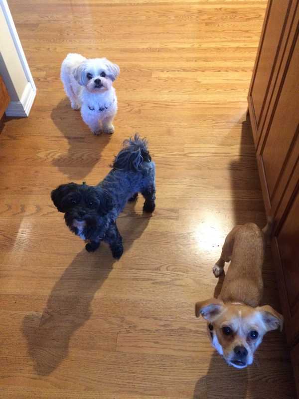 Dante, Rambo, and Elsa — Pet sitting Services in Bellevue, WA