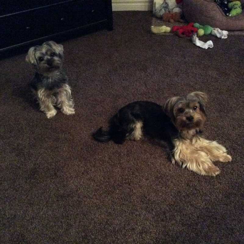 Dexter and Sammy — Pet sitting Services in Bellevue, WA