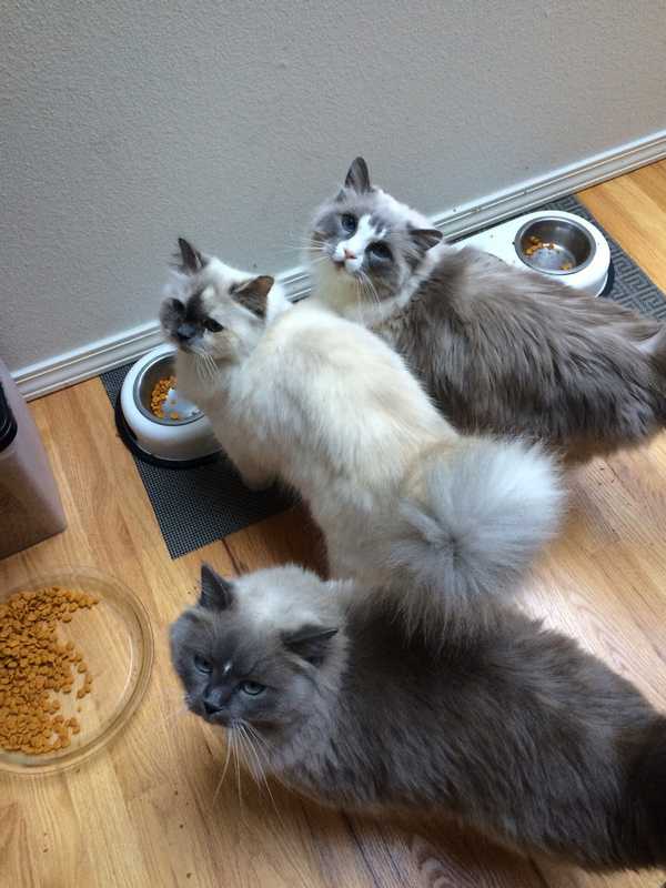 Fooey, Buby, and Pippin — Pet sitting Services in Bellevue, WA