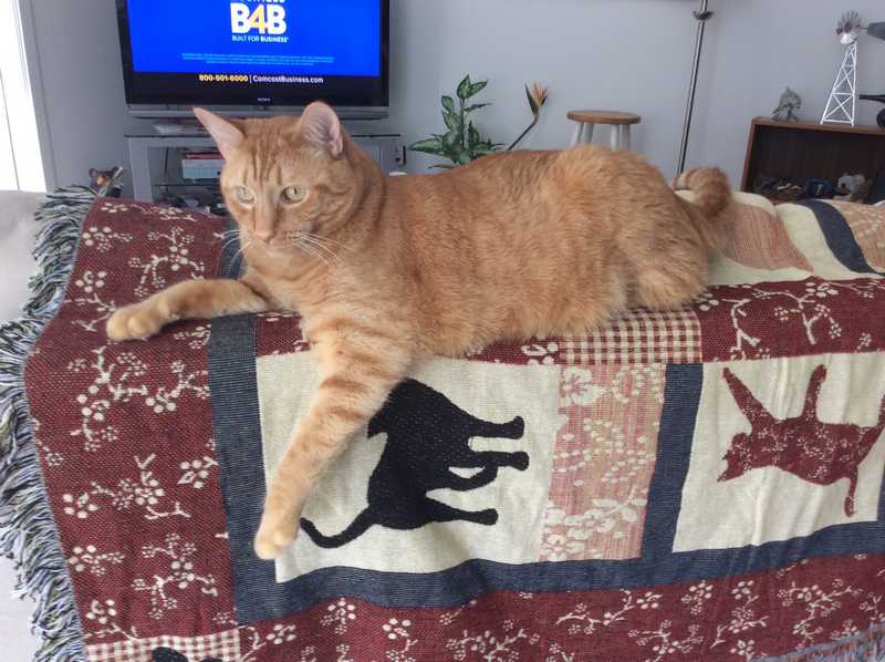 Garfunkle (Gar) — Pet sitting Services in Bellevue, WA