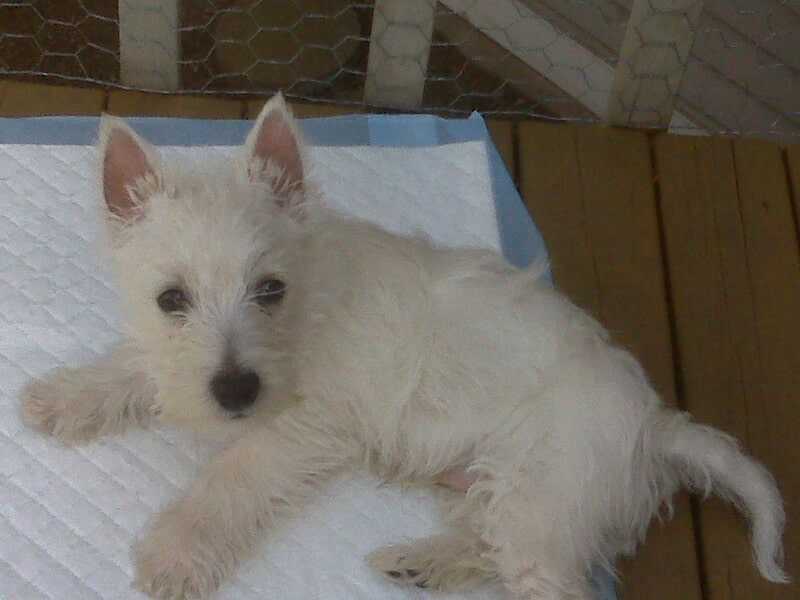 Gus — Pet sitting Services in Bellevue, WA