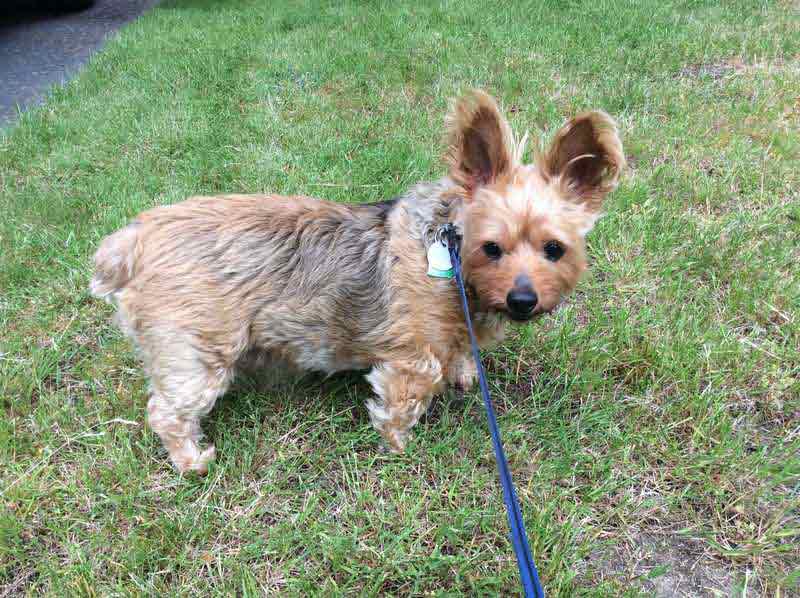 Josie — Pet sitting Services in Bellevue, WA