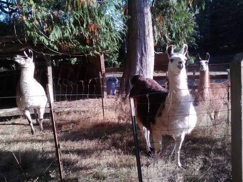 Llamas — Pet sitting Services in Bellevue, WA