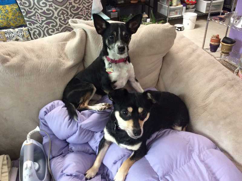 Margie and Bob — Pet sitting Services in Bellevue, WA