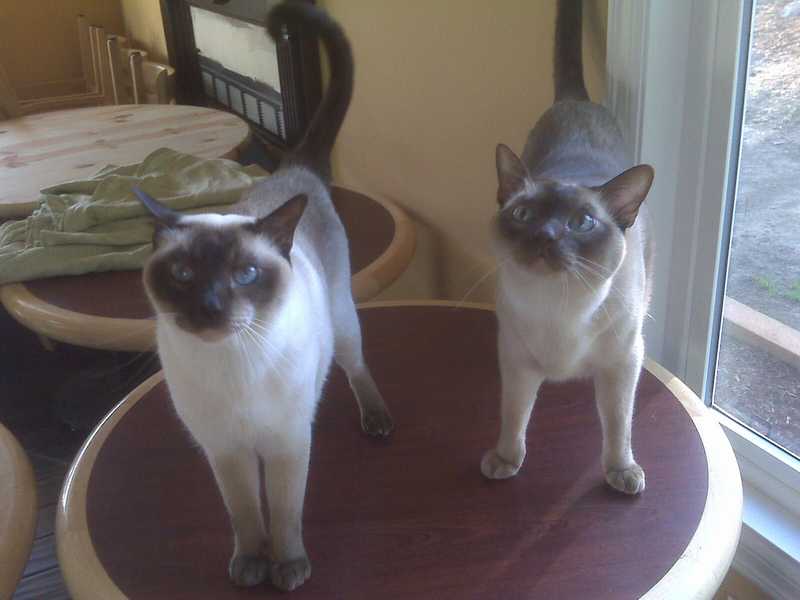 Opus and Callaway — Pet sitting Services in Bellevue, WA