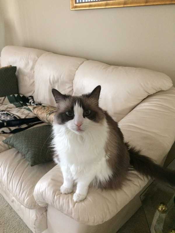 Patchouli — Pet sitting Services in Bellevue, WA