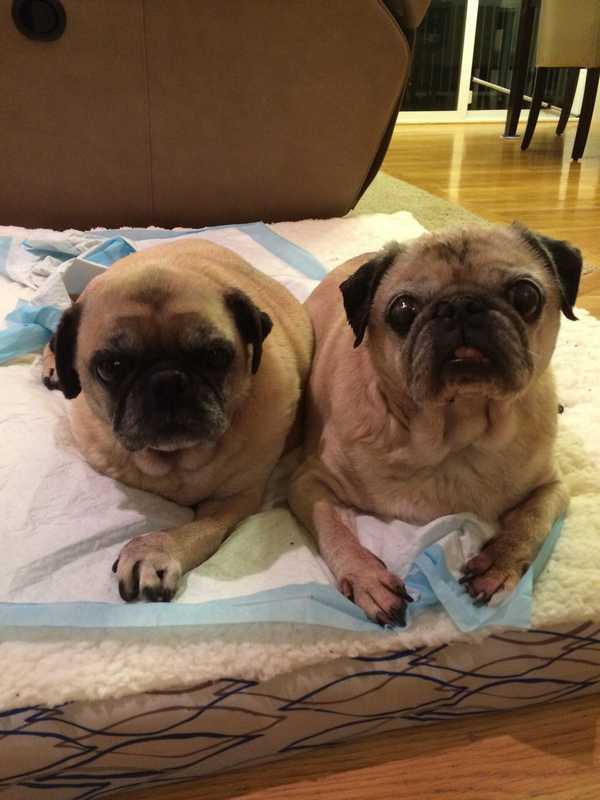 Precious and Bella — Pet sitting Services in Bellevue, WA